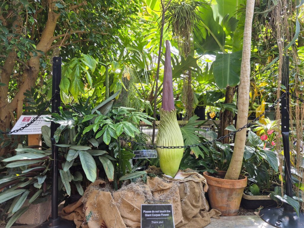 Corpse flower ‘Little Stinker’ blooming at Temple Ambler