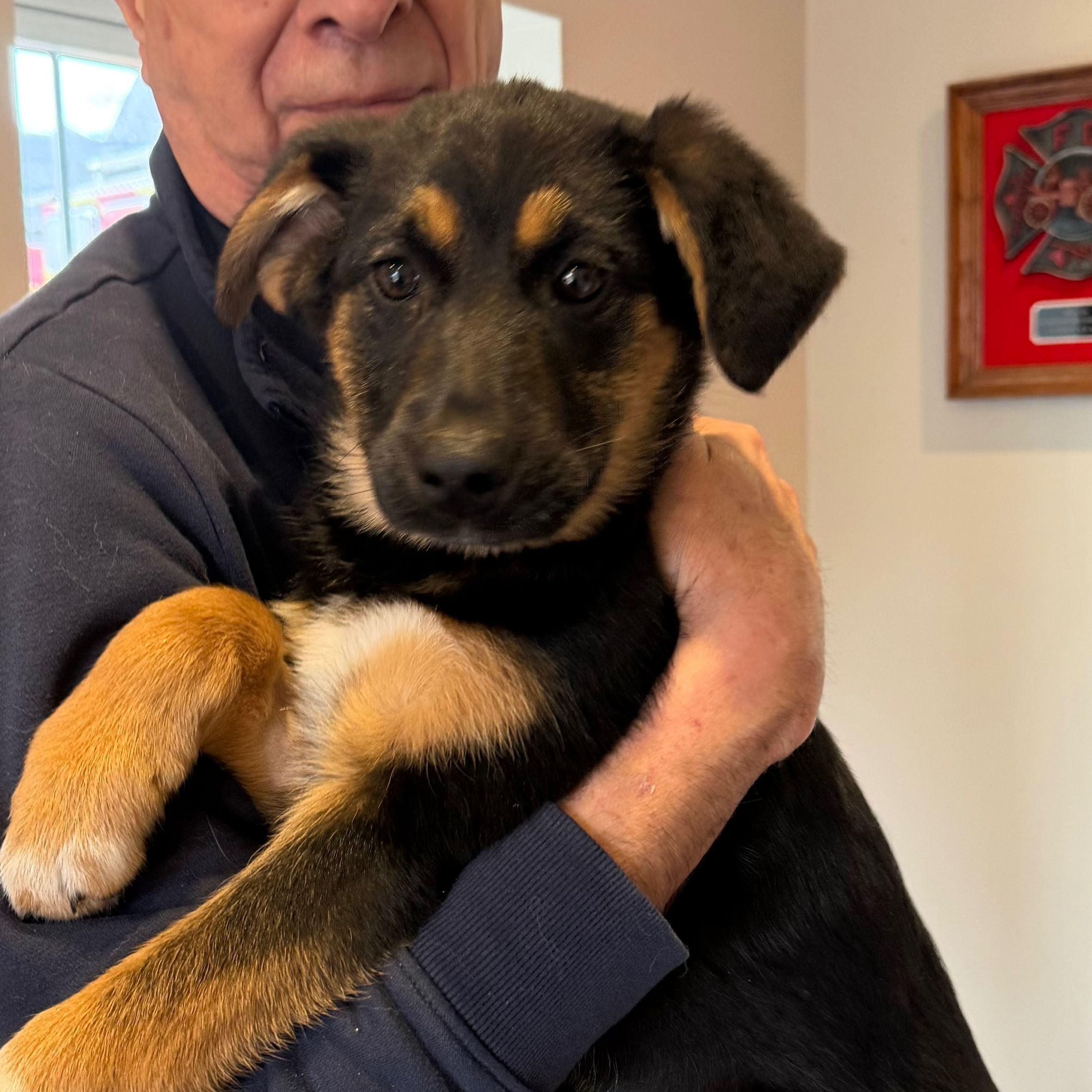 Rescues of the Week: A litter of 5 shepherd mix puppies