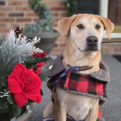 Rescue of the Week: Spanky, a one-year-old lab/hound mix