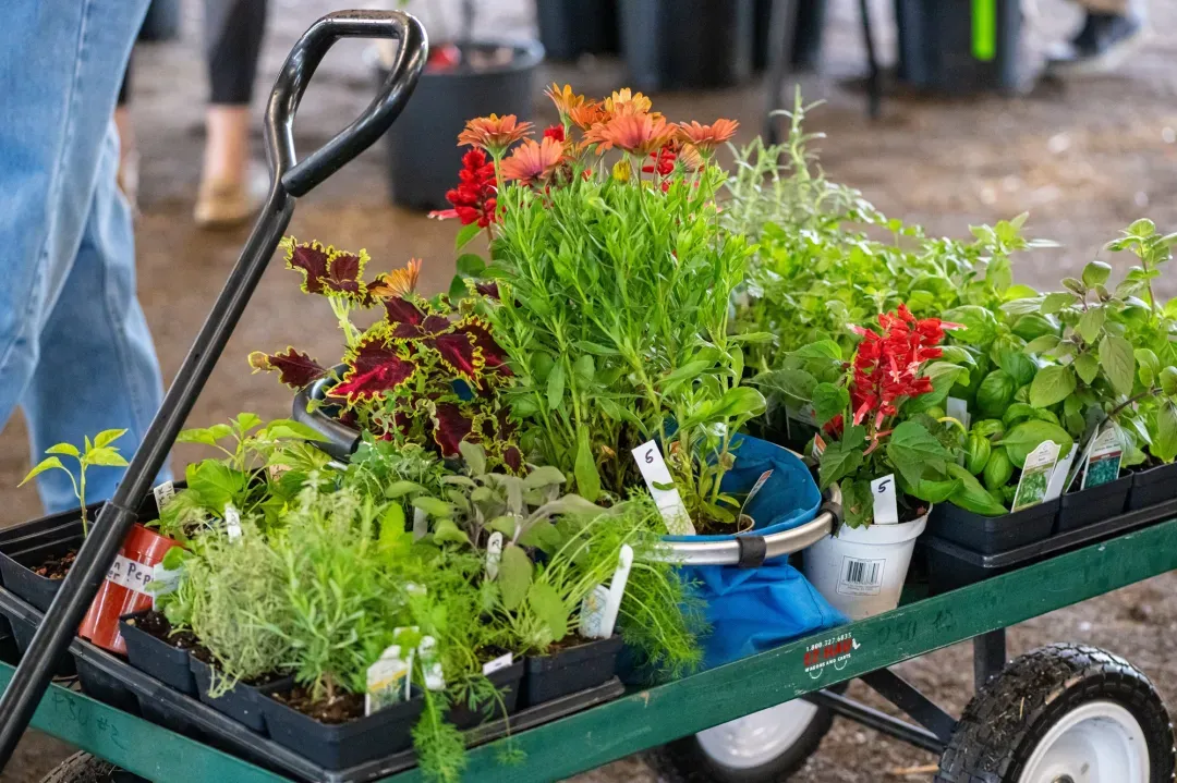 Montgomery County Master Gardener plant sale set for May 16
