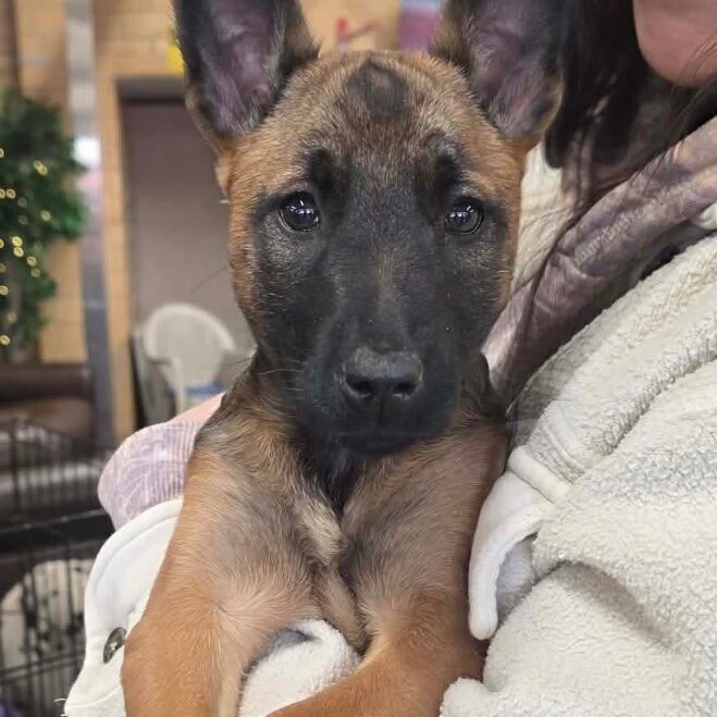 Rescue of the Week: Zena, a 10-week-old Belgian malinois